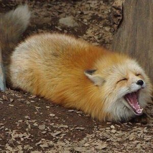 Meet your Posher, Cherry/Sam